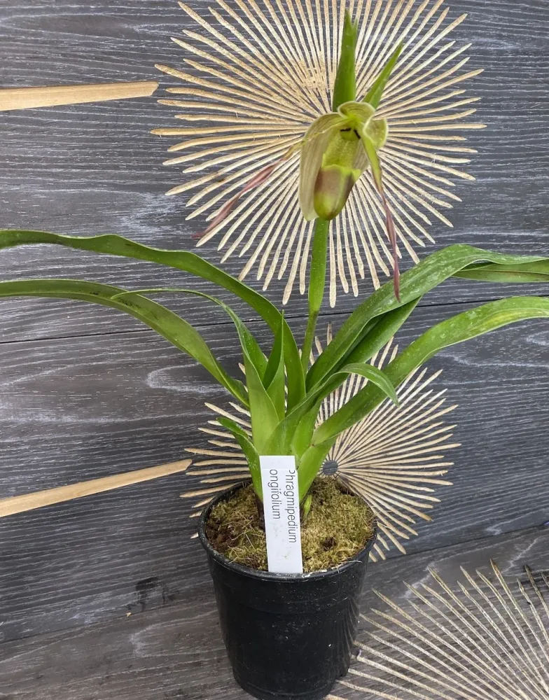 Phragmipedium Longifolium (Secvential/Multiflower)