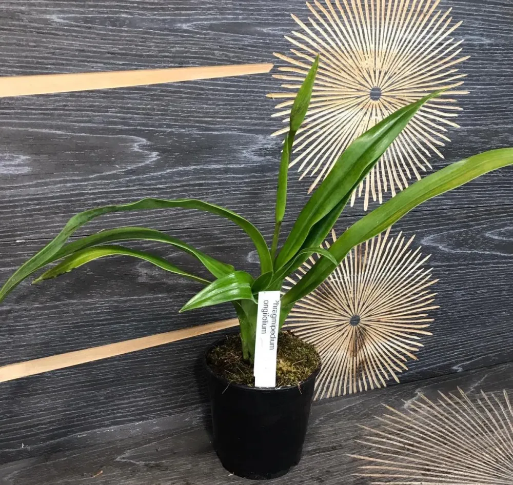 Phragmipedium Longifolium (Secvential/Multiflower)