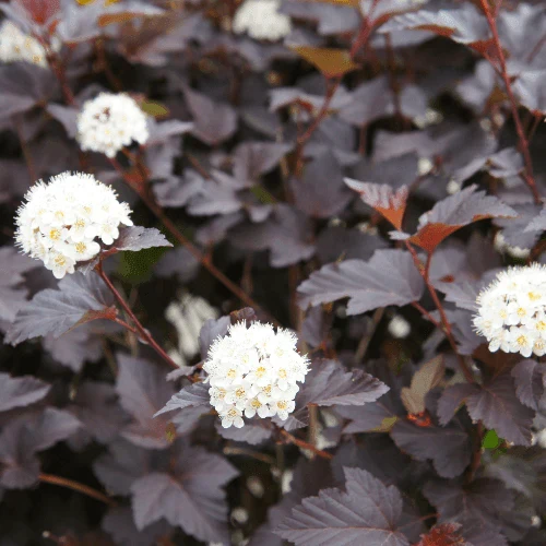 Physocarpus opulifolius ‘All Black’ – arbust decorativ cu frunzis negru intens