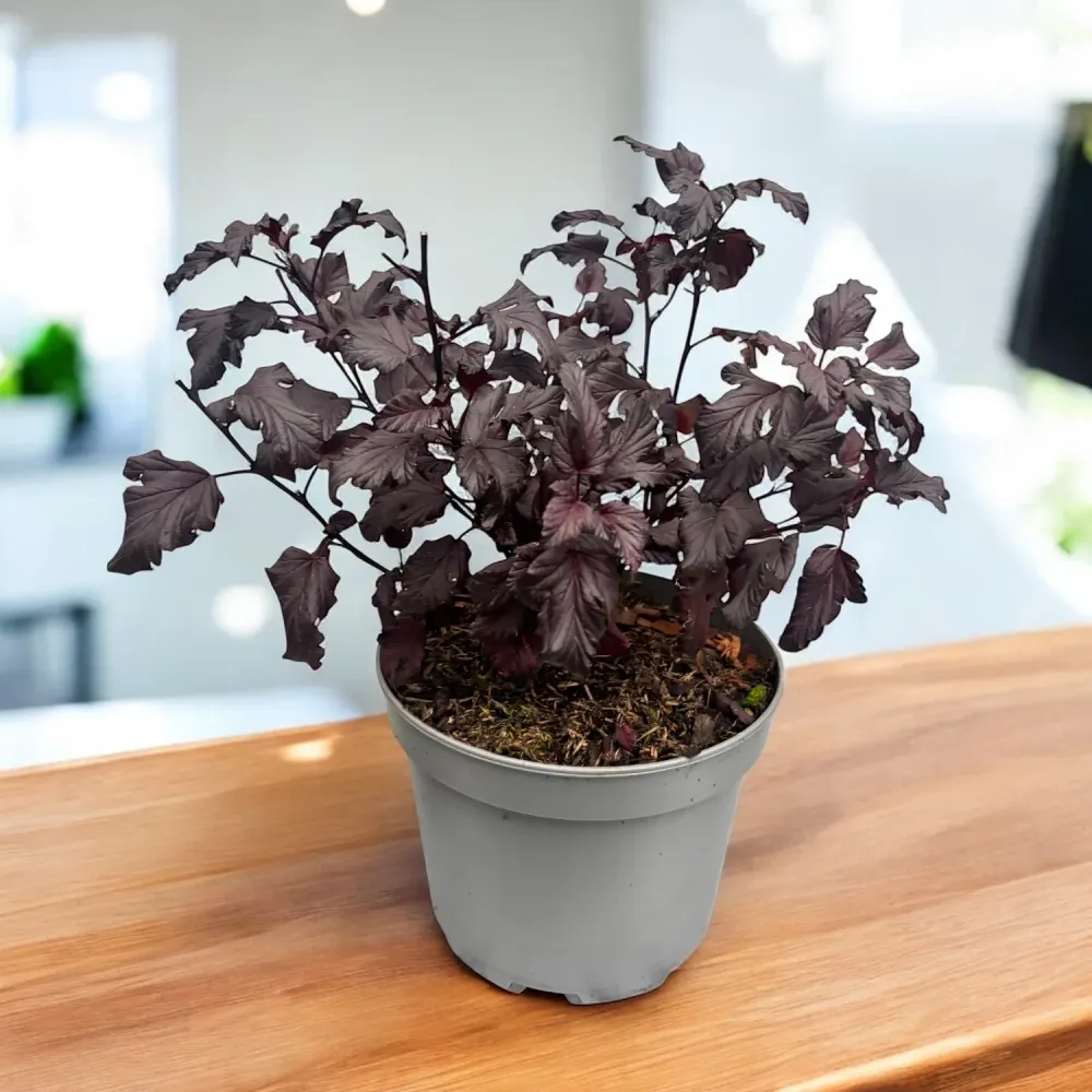 Physocarpus opulifolius ‘All Black’ – arbust decorativ cu frunzis negru intens