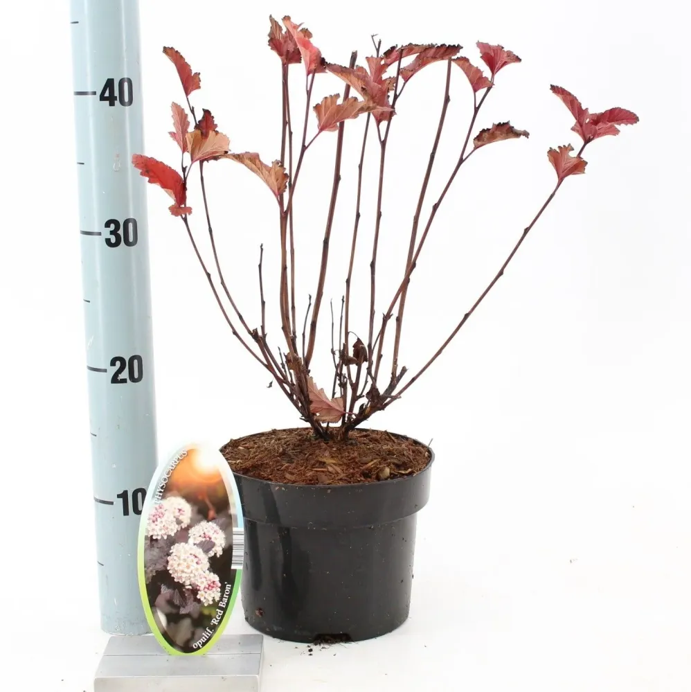 Physocarpus opulifolius 'Red Baron' (Ninebark)