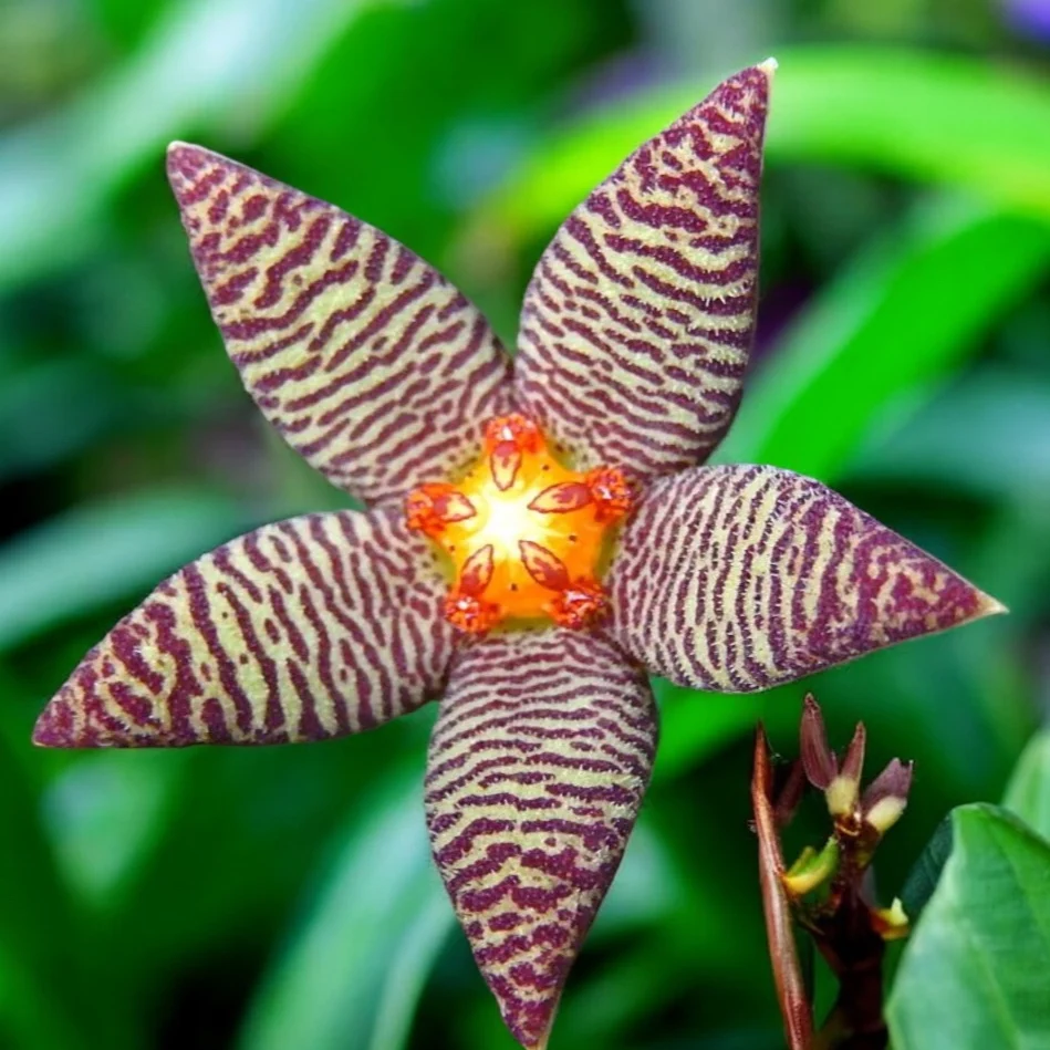 Piaranthus barrydalensis