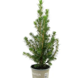 Picea Glauca Conica - brad natural ghiveci