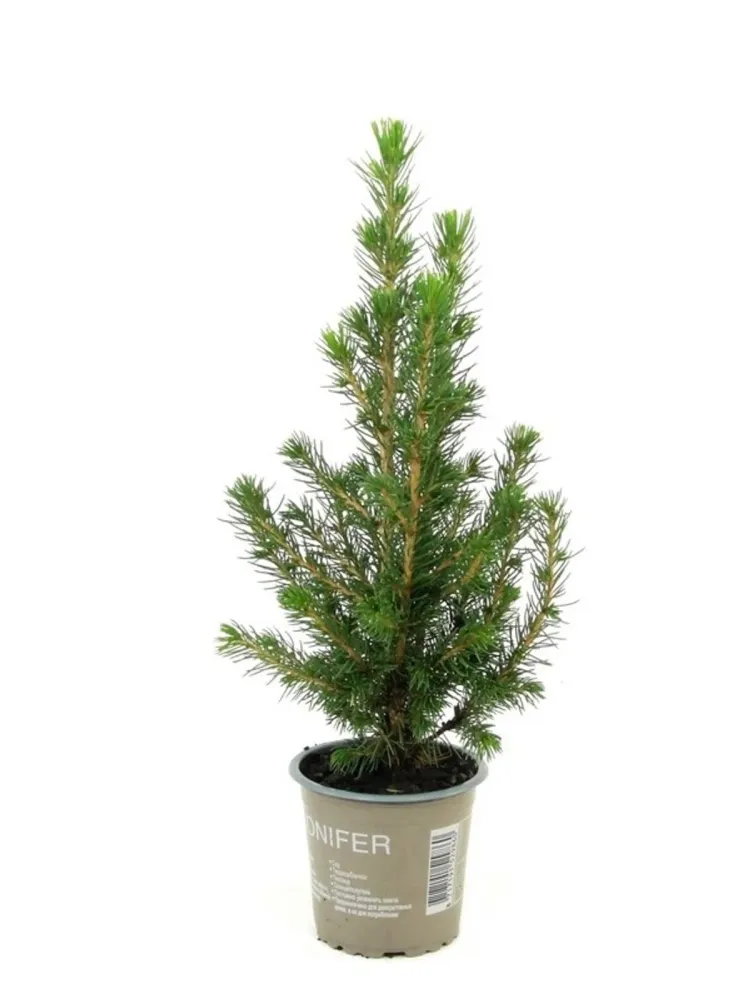 Picea Glauca Conica - brad natural ghiveci