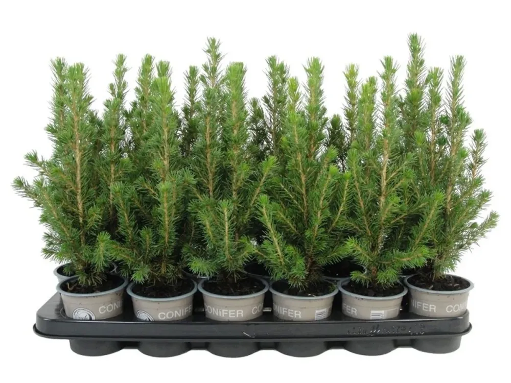 Picea Glauca Conica - brad natural ghiveci