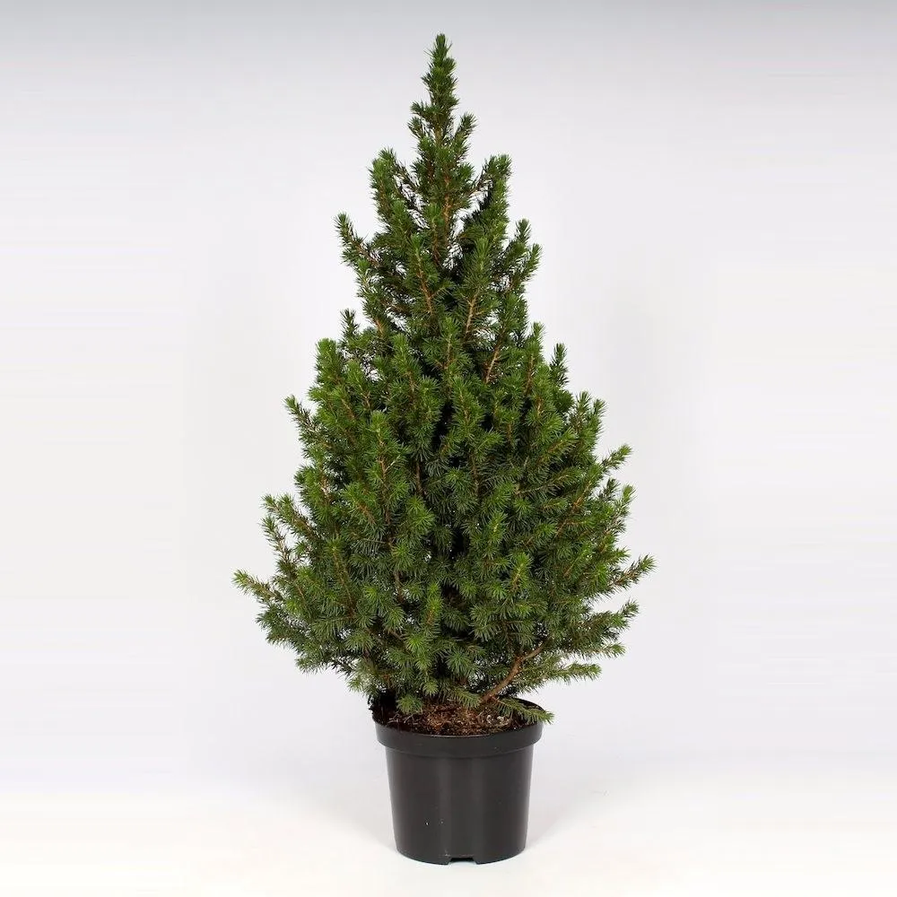 Picea Glauca Conica H100-110 cm - brad de Craciun ghiveci
