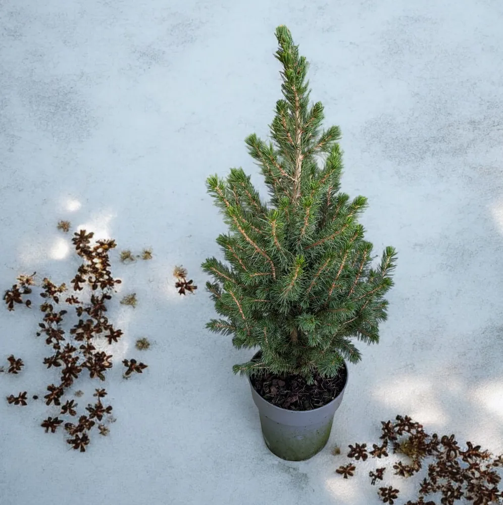Picea Glauca Conica H55-60cm - brad ghiveci