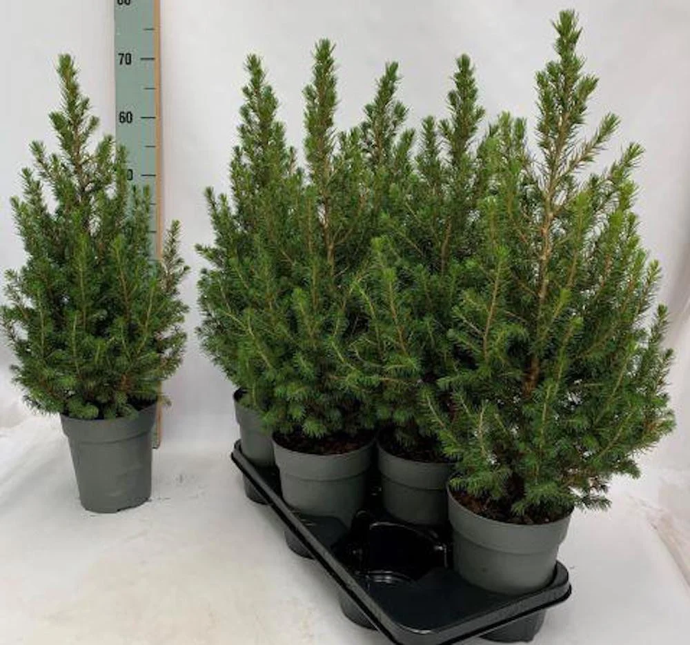 Picea Glauca Conica H55-60cm - brad ghiveci