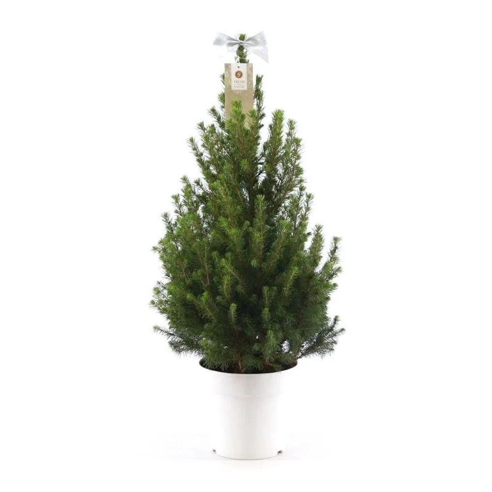 Picea glauca conica H80-85 cm - brad de Craciun ghiveci