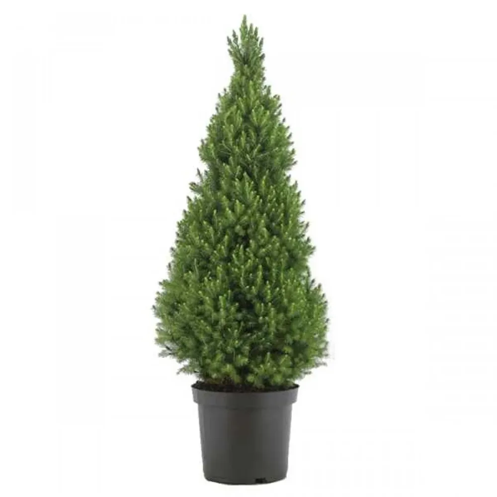 Picea Glauca Conica H90-100 cm - brad de Craciun ghiveci