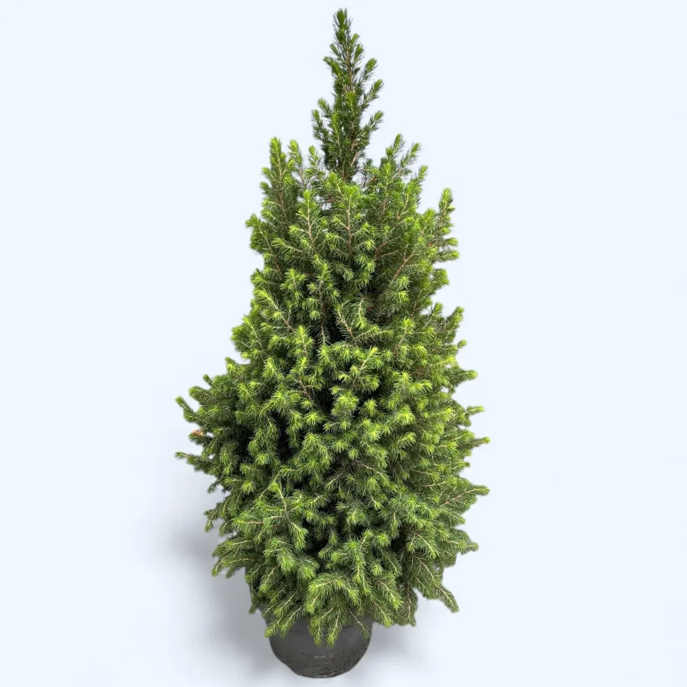 Picea glauca ‘Magnifique’