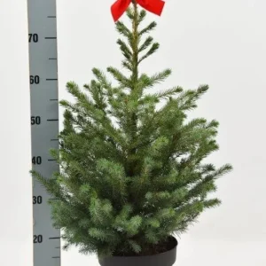 Picea Omorika 95 cm