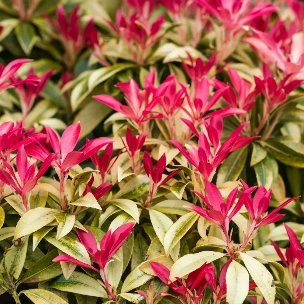 Pieris 'Forest Flame' - foliaj spectaculos, vesnic verde