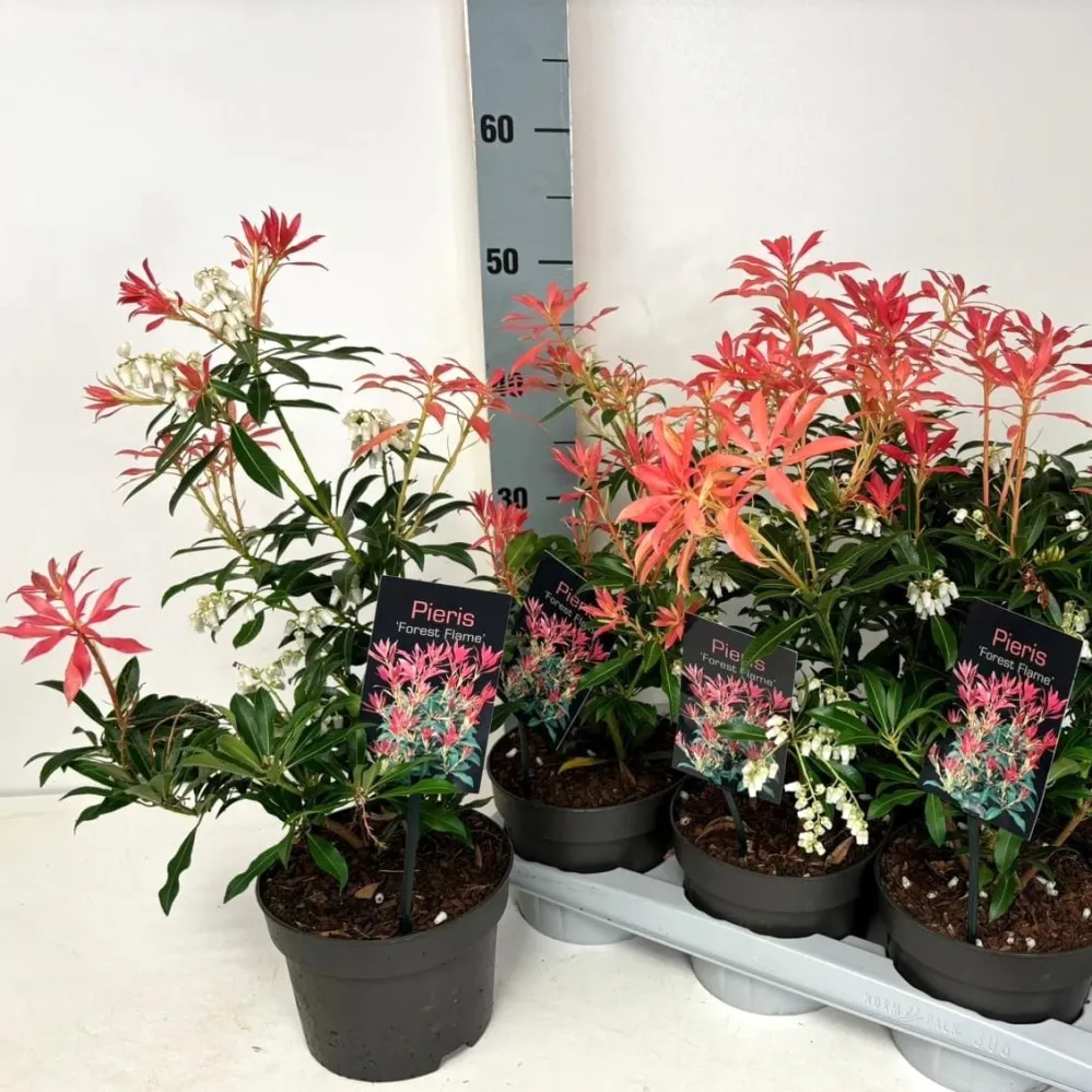 Pieris 'Forest Flame' - foliaj spectaculos, vesnic verde