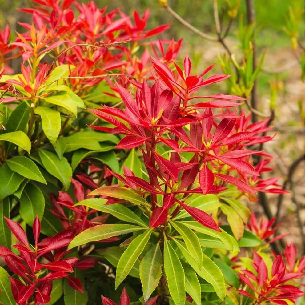 Pieris 'Forest Flame' - foliaj spectaculos, vesnic verde