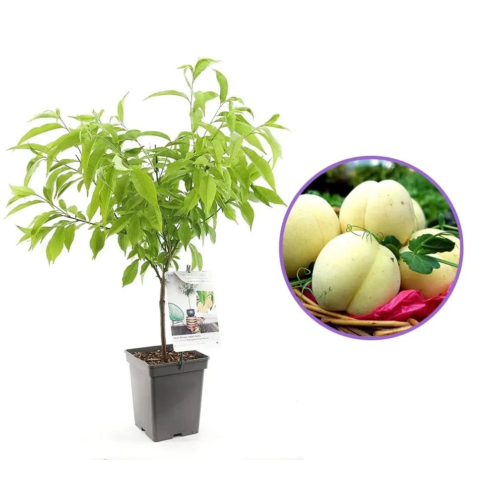 Piersic Ice Peach (Prunus Persica), cu fructe dulci albe, 2 pe rod