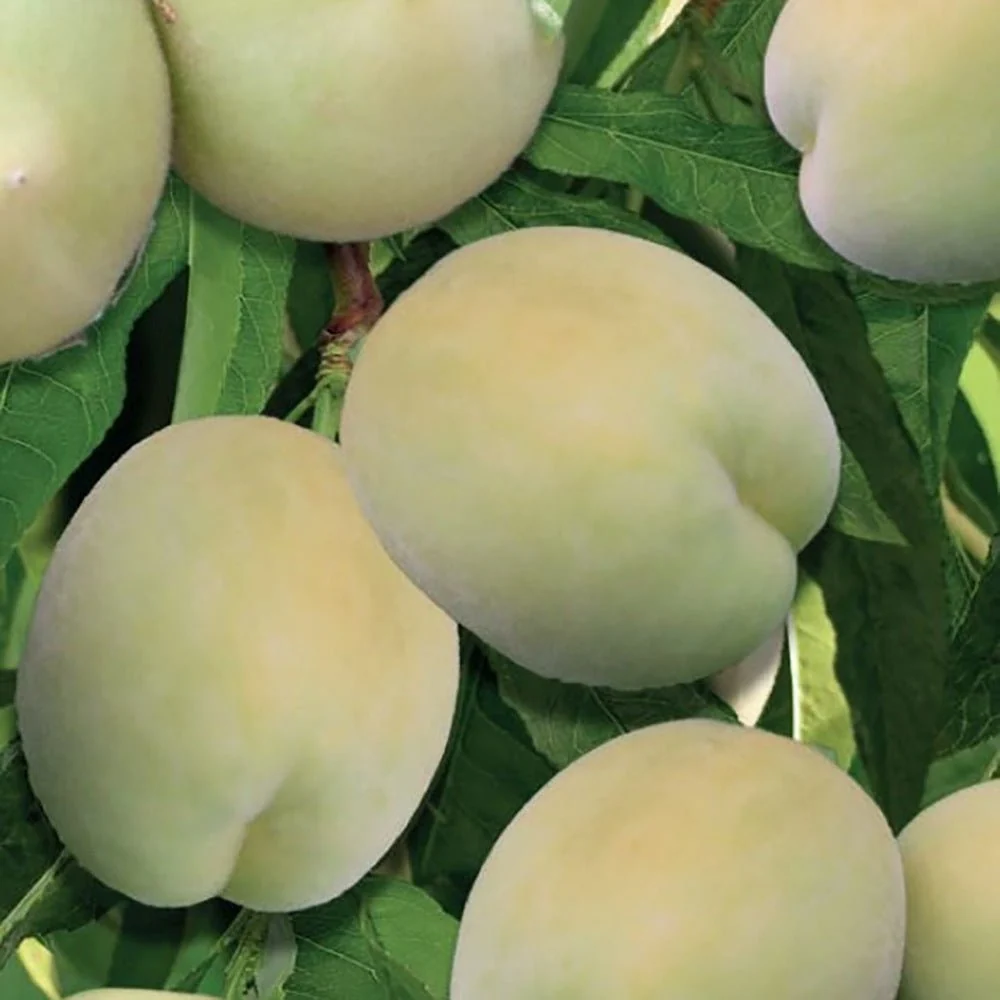 Piersic Ice Peach (Prunus Persica), cu fructe dulci albe, 2 pe rod