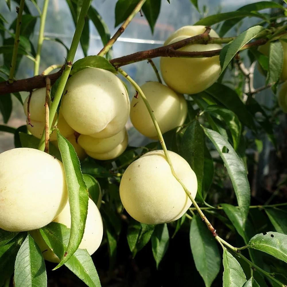 Piersic Ice Peach (Prunus Persica), cu fructe dulci albe, 2 pe rod