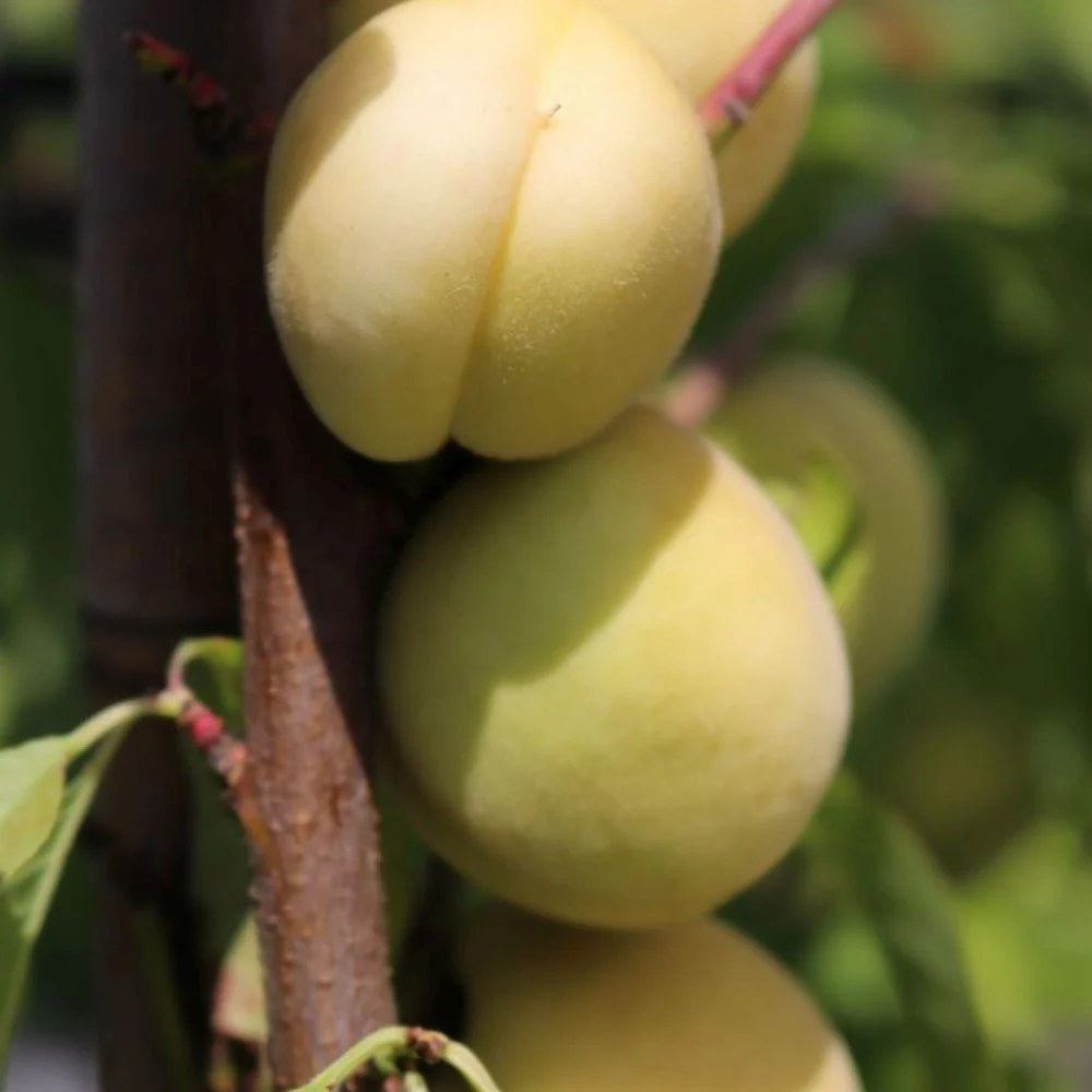 Piersic Ice Peach (Prunus Persica), cu fructe dulci albe, 2 pe rod