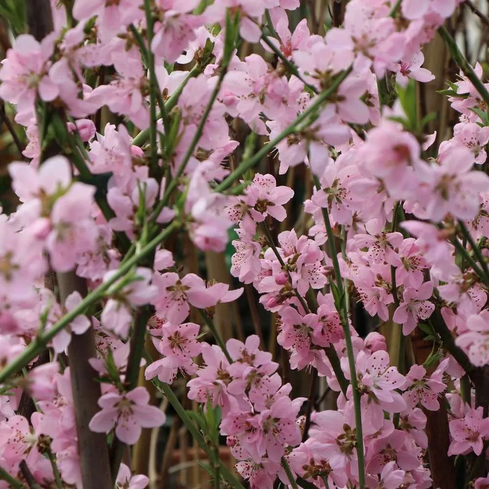 Piersic Ice Peach (Prunus Persica), cu fructe dulci albe, 2 pe rod