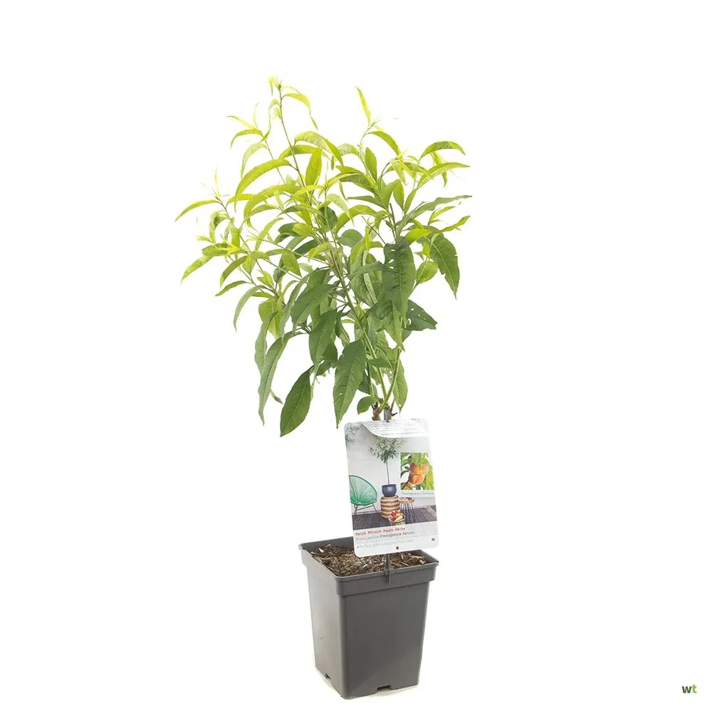 Piersic Pitic Amsden Mini perzik, cu fructe dulci suculent, 2 pe rod