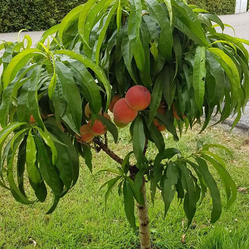 Piersic Pitic Amsden Mini perzik, cu fructe dulci suculent, 2 pe rod