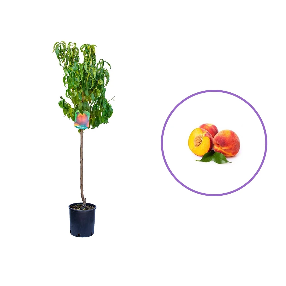 Piersic (Prunus Persica) Dixired, cu fructe rosii, 2 pe rod