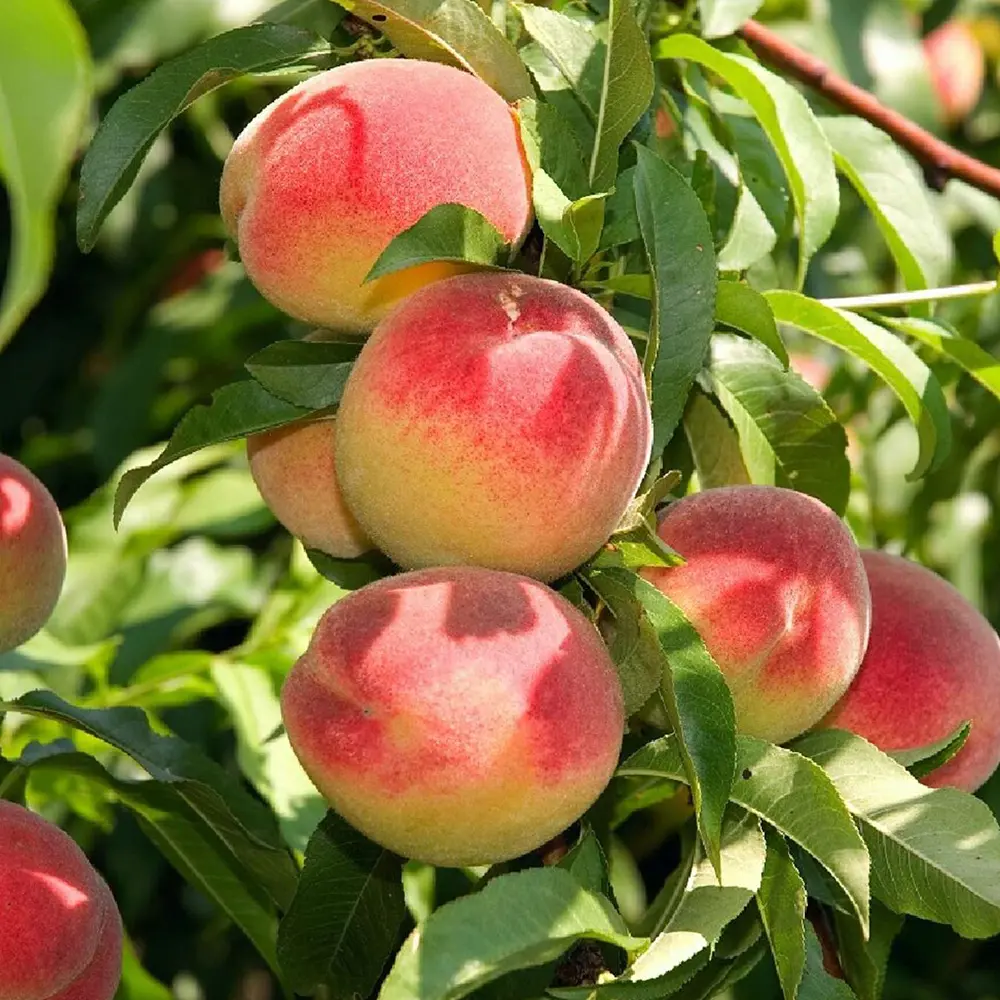 Piersic (Prunus Persica) Dixired, cu fructe rosii, 2 pe rod