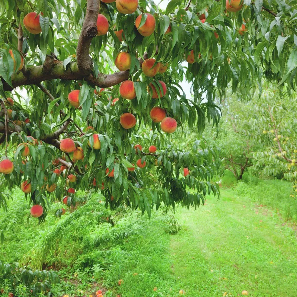Piersic (Prunus Persica) Dixired, cu fructe rosii, 2 pe rod