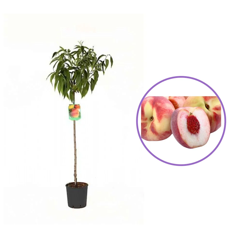 Piersic (Prunus Persica) Duchessa D'Este, cu fructe roz, 2 pe rod