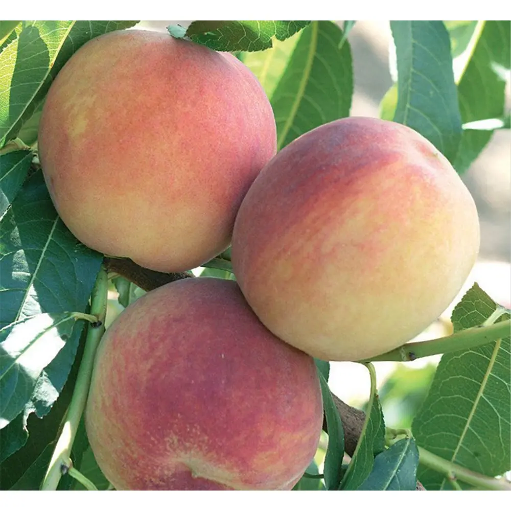 Piersic (Prunus Persica) Duchessa D'Este, cu fructe roz, 2 pe rod