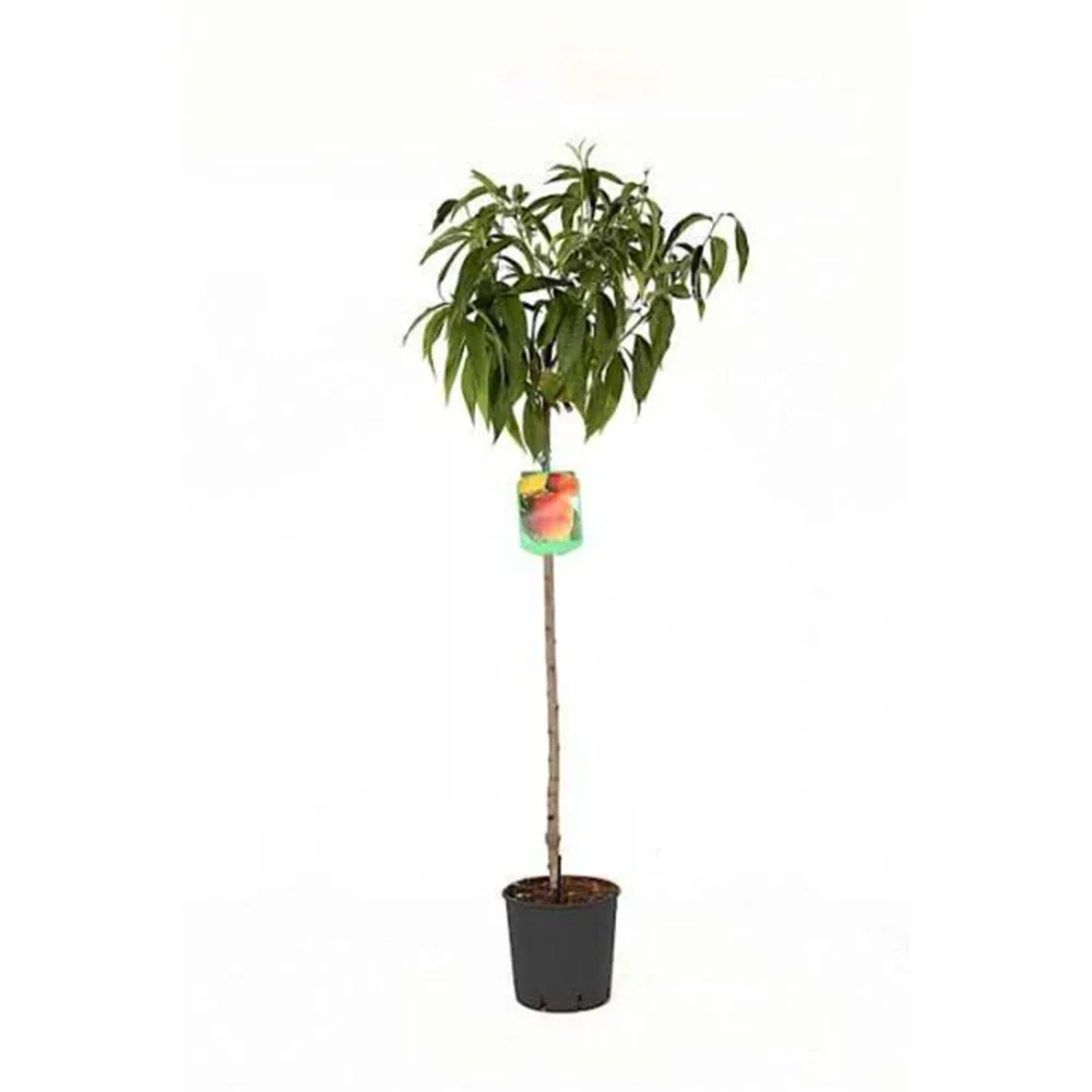 Piersic (Prunus Persica) Duchessa D'Este, cu fructe roz, 2 pe rod