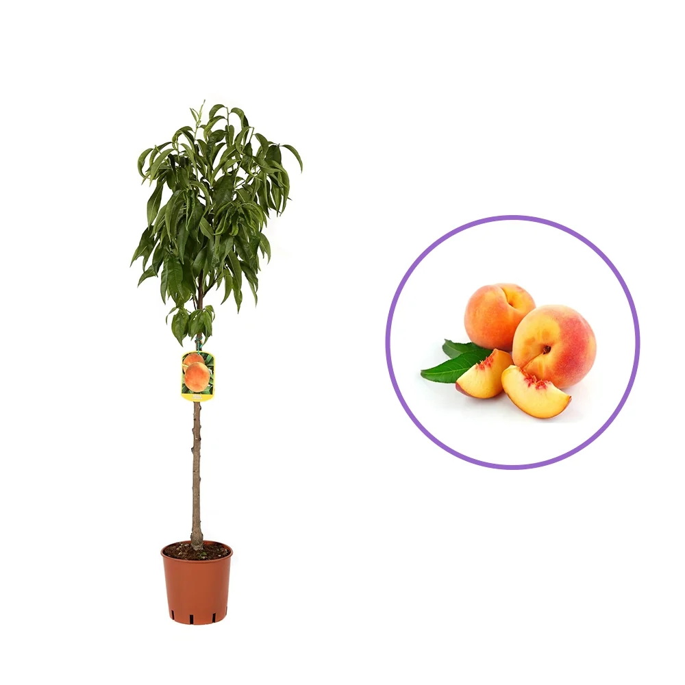 Piersic (Prunus Persica) Glohaven, cu fructe portocalii, 2 pe rod
