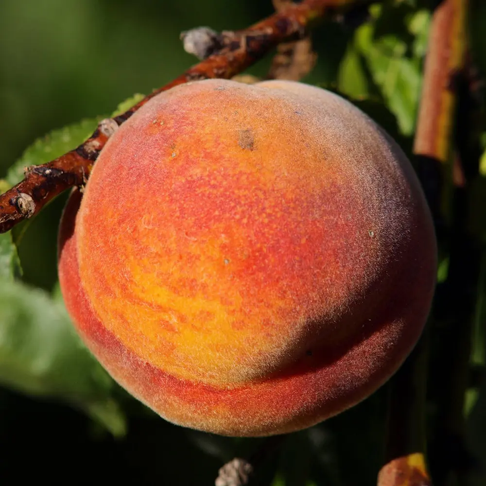Piersic (Prunus Persica) Glohaven, cu fructe portocalii, 2 pe rod