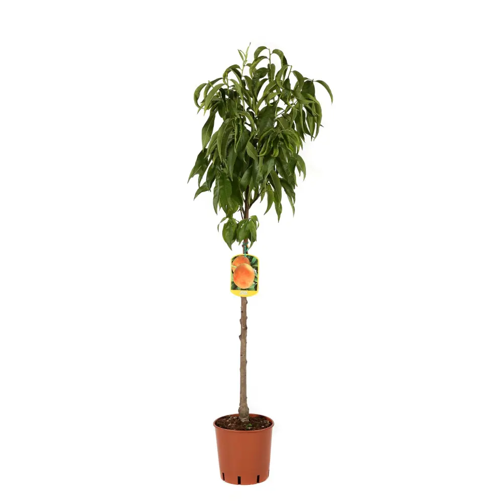 Piersic (Prunus Persica) Glohaven, cu fructe portocalii, 2 pe rod