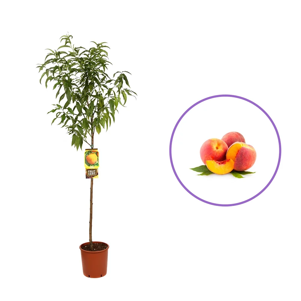 Piersic (Prunus Persica) Guglielmina, cu fructe aurii, 2 pe rod