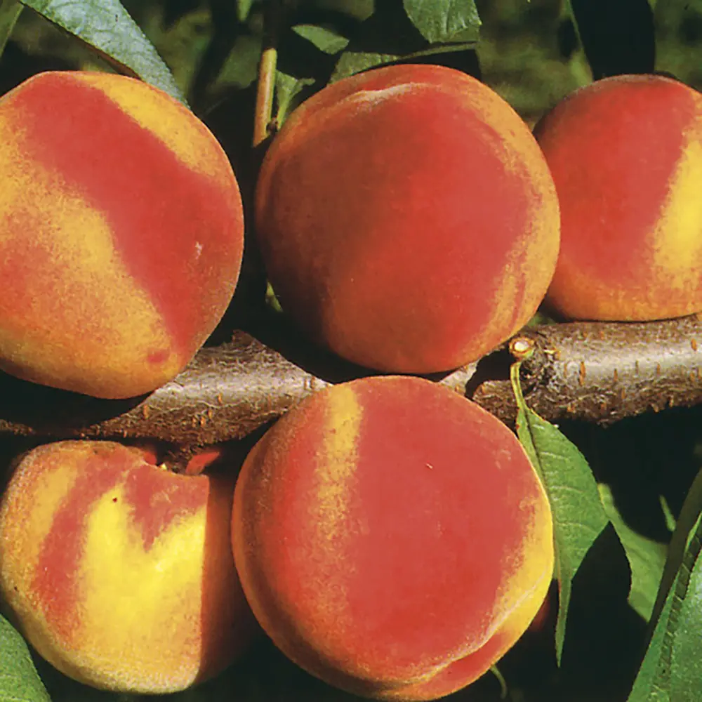 Piersic (Prunus Persica) Guglielmina, cu fructe aurii, 2 pe rod