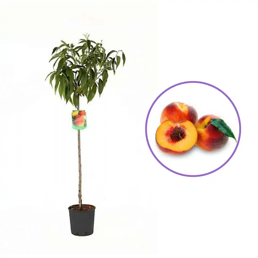 Piersic (Prunus Persica) J. H. Hale cu fructe rosiatice, 3 pe rod