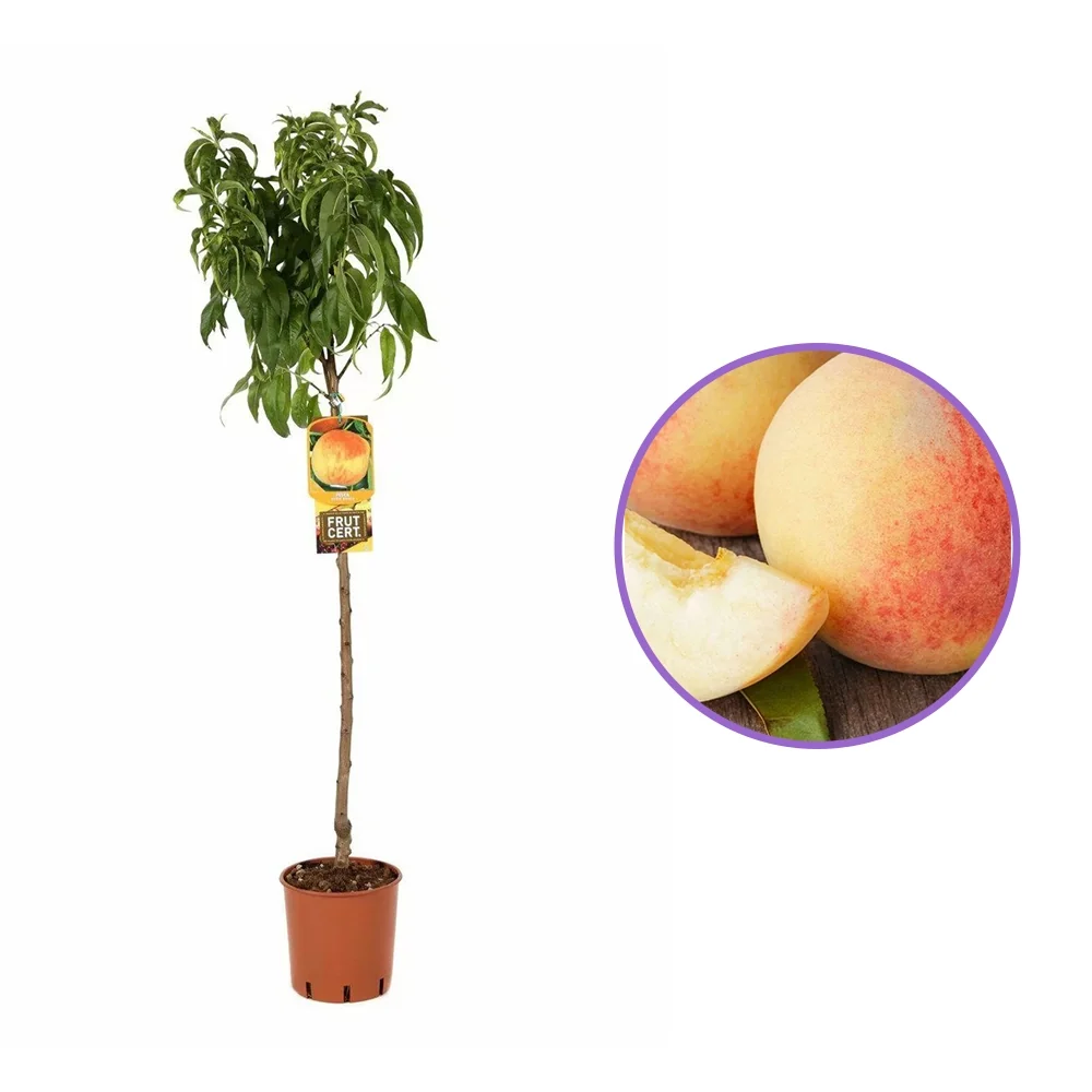 Piersic (Prunus Persica) Maria Bianca, cu fructe albe-rosii-crem, 2 pe rod