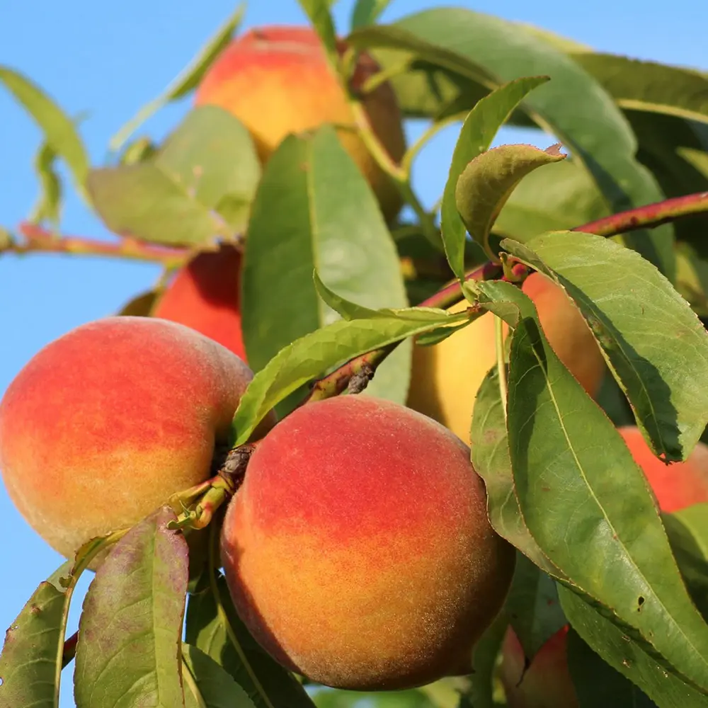 Piersic (Prunus Persica) Maria Bianca, cu fructe albe-rosii-crem, 2 pe rod