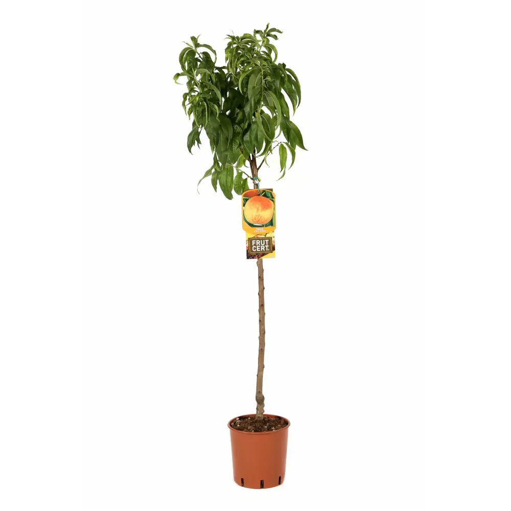 Piersic (Prunus Persica) Maria Bianca, cu fructe albe-rosii-crem, 2 pe rod