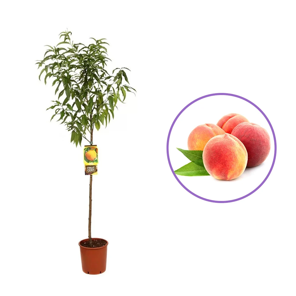 Piersic (Prunus Persica) Percocca Andross cu fructe galbene-portocalii, 2 pe rod