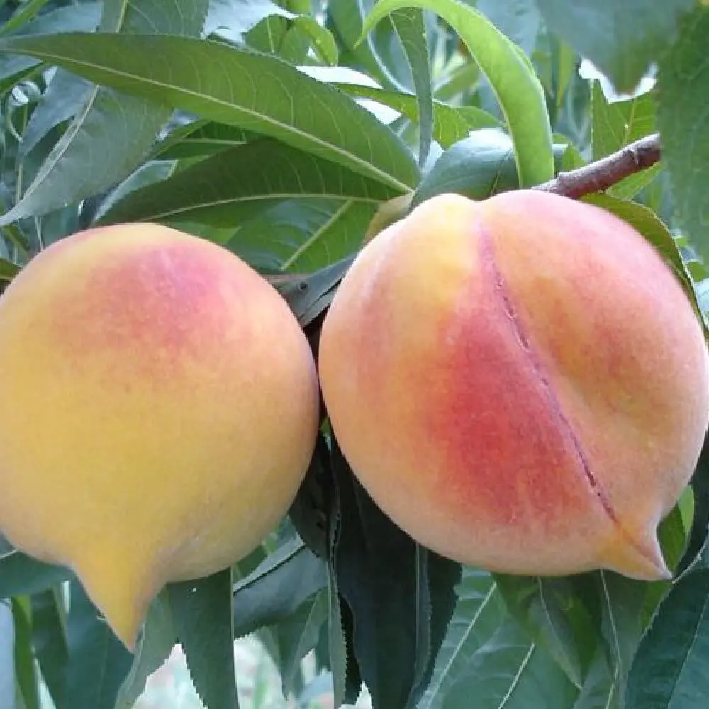 Piersic (Prunus Persica) Percocca Andross cu fructe galbene-portocalii, 2 pe rod