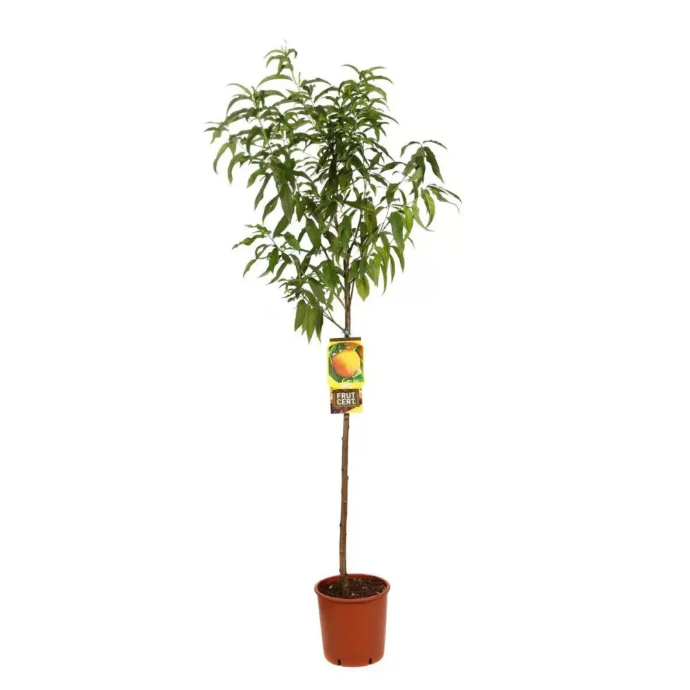 Piersic (Prunus Persica) Percocca Andross cu fructe galbene-portocalii, 2 pe rod