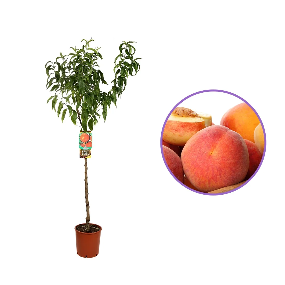Piersic (Prunus Persica) Platicarpa Pasta Bianca cu fructe albe-roz, 2 pe rod