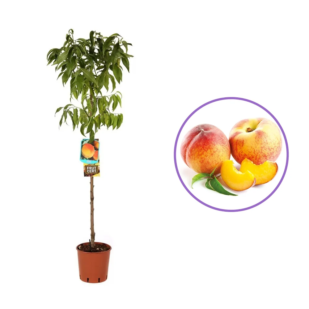 Piersic (Prunus Persica) Redhaven cu fructe galbene-rosii, 2 pe rod