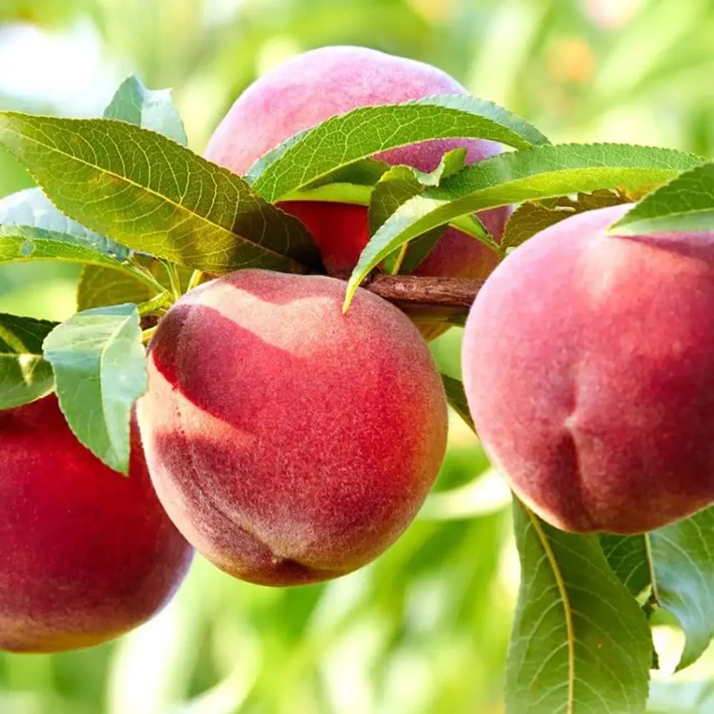 Piersic (Prunus Persica) Redhaven cu fructe galbene-rosii, 2 pe rod
