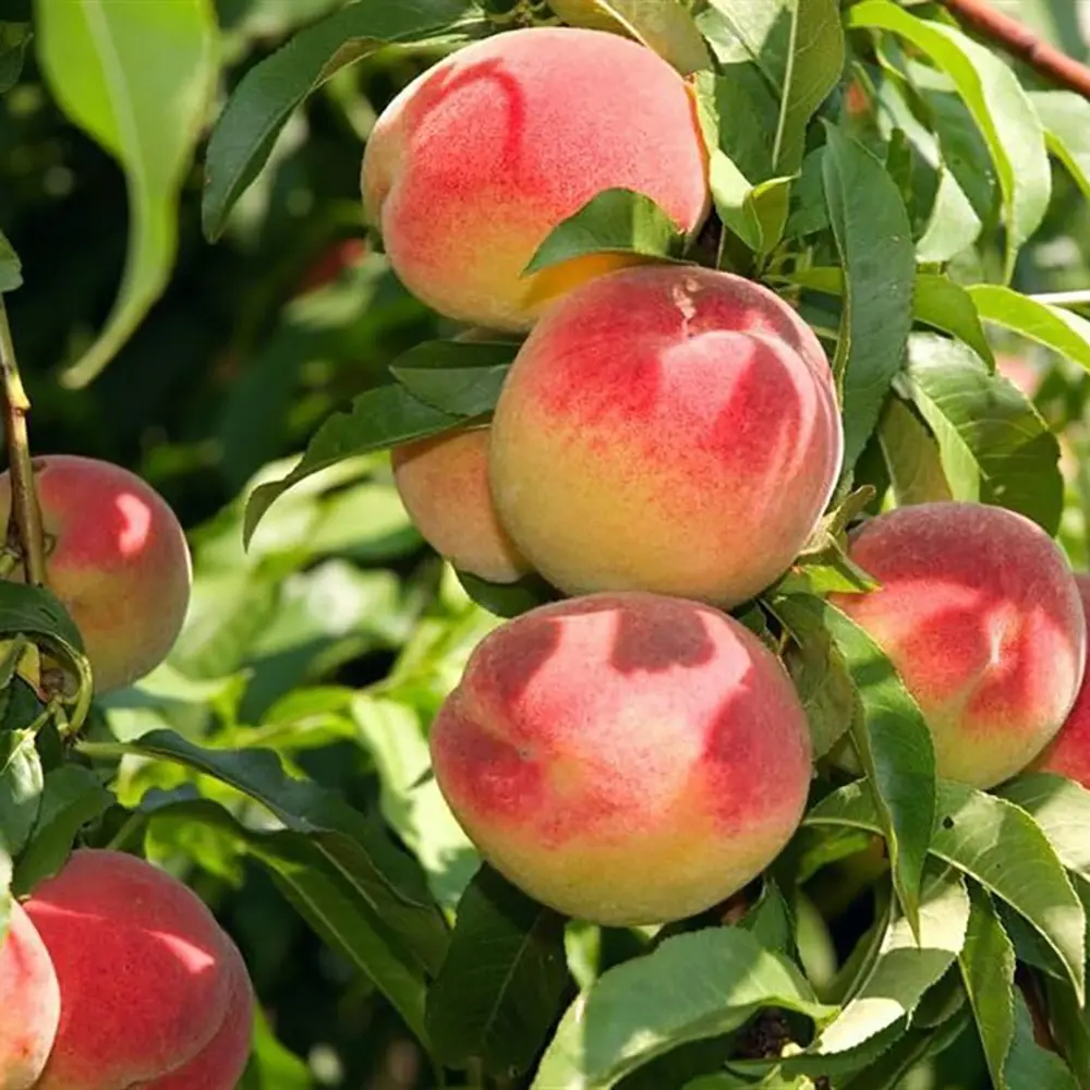 Piersic (Prunus Persica) Redhaven cu fructe galbene-rosii, 2 pe rod