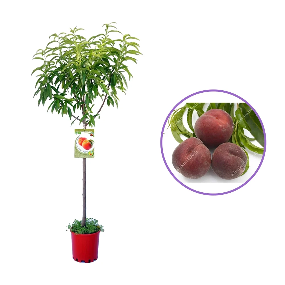 Piersic (Prunus Persica) Rich Lady cu fructe burgundii, 2 pe rod
