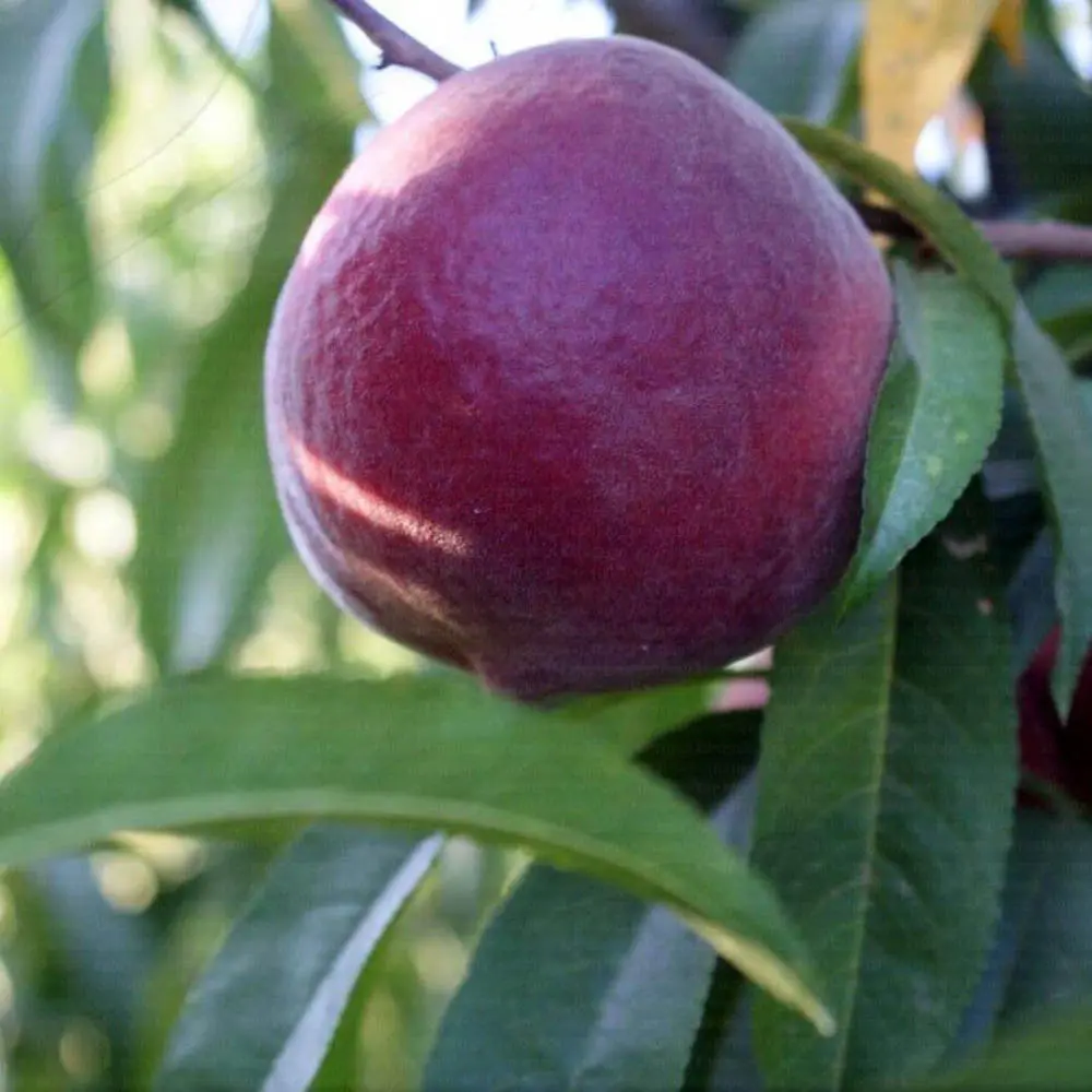 Piersic (Prunus Persica) Rich Lady cu fructe burgundii, 2 pe rod